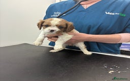 Cavalier King Charles Spaniel dogs for sale: Beautiful Blenheim King Charles cavalier puppies - Advert 12