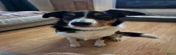 Border Collie dogs for sale: Louie is looking for his forever home  - Advert 16