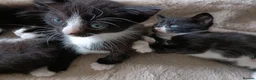 Mixed Breed cats for sale: Mixed breed kittens  in Bournemouth - Advert 4