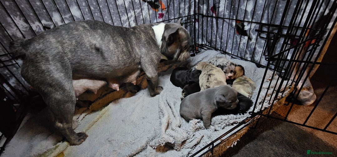 French Bulldog dogs for sale:  6 x beautiful Frenchie puppies for sale  - Advert 1