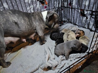 French Bulldog dogs 6 x beautiful Frenchie puppies for sale - Advert 2