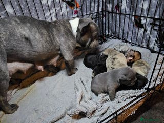 French Bulldog dogs 6 x beautiful Frenchie puppies for sale - Advert 12