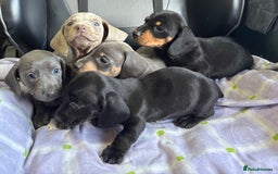Dachshund dogs for sale: GORGEOUS KC REG STANDARD MALE PUPS  - Advert 11