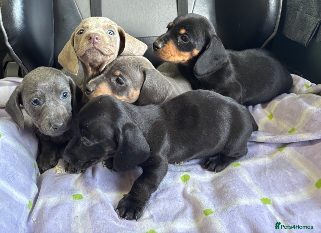 Dachshund dogs for sale: GORGEOUS KC REG STANDARD MALE PUPS  - Advert 11