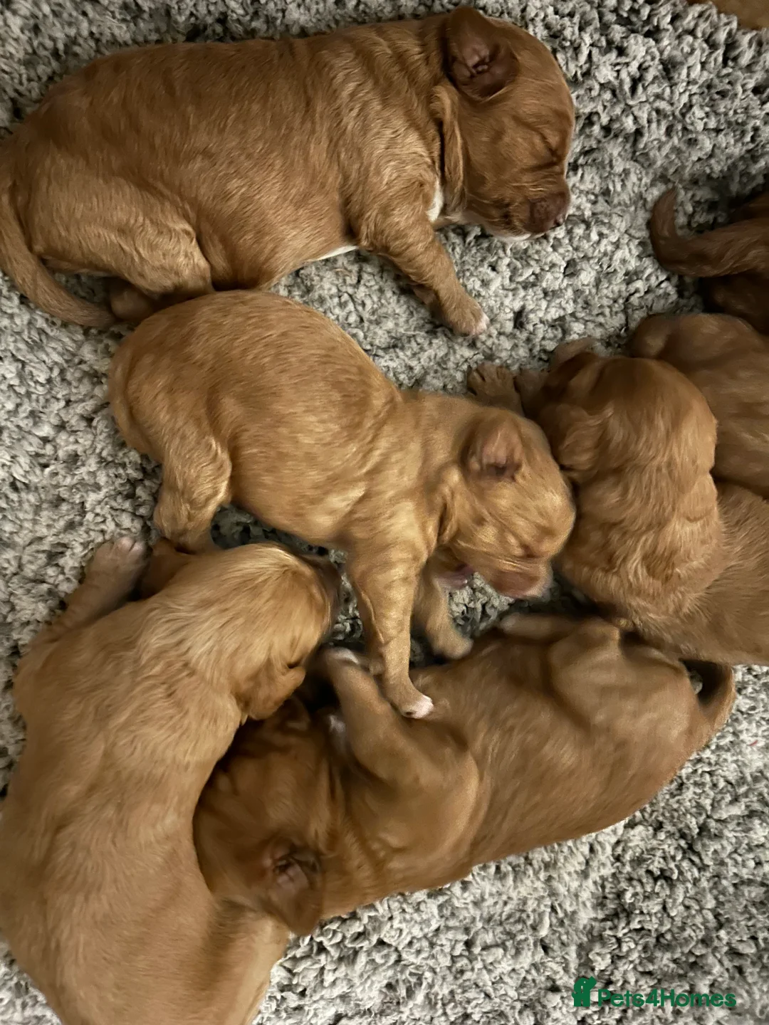 Mixed Breed dogs for sale: Tollerdoodle - Advert 3