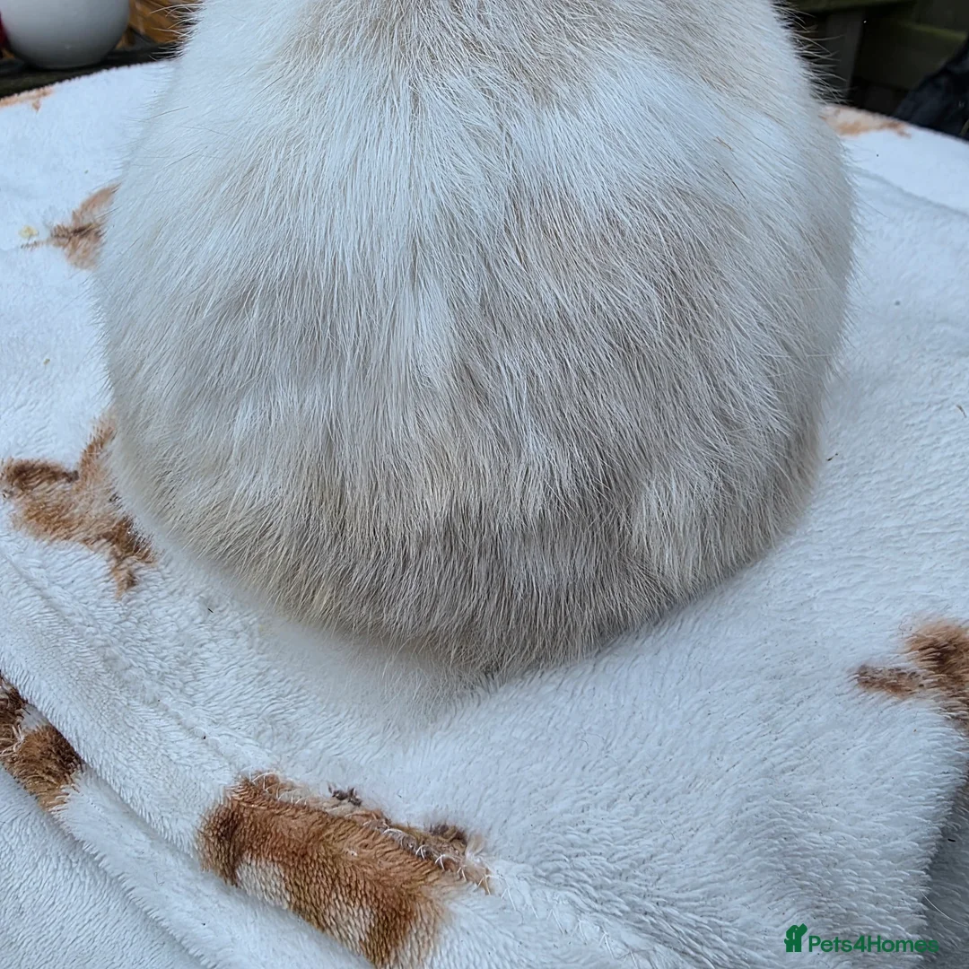 Mini Lop rabbits for sale: Mini lop 6 months old  - Advert 5