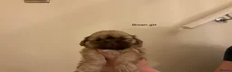 Shih Tzu dogs for sale: 5 beautiful Shih Tzu puppies in Sheffield - Advert 4