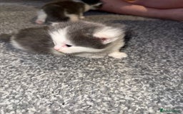 Mixed Breed cats for sale: Kittens for 5 star homes only  - Image 5