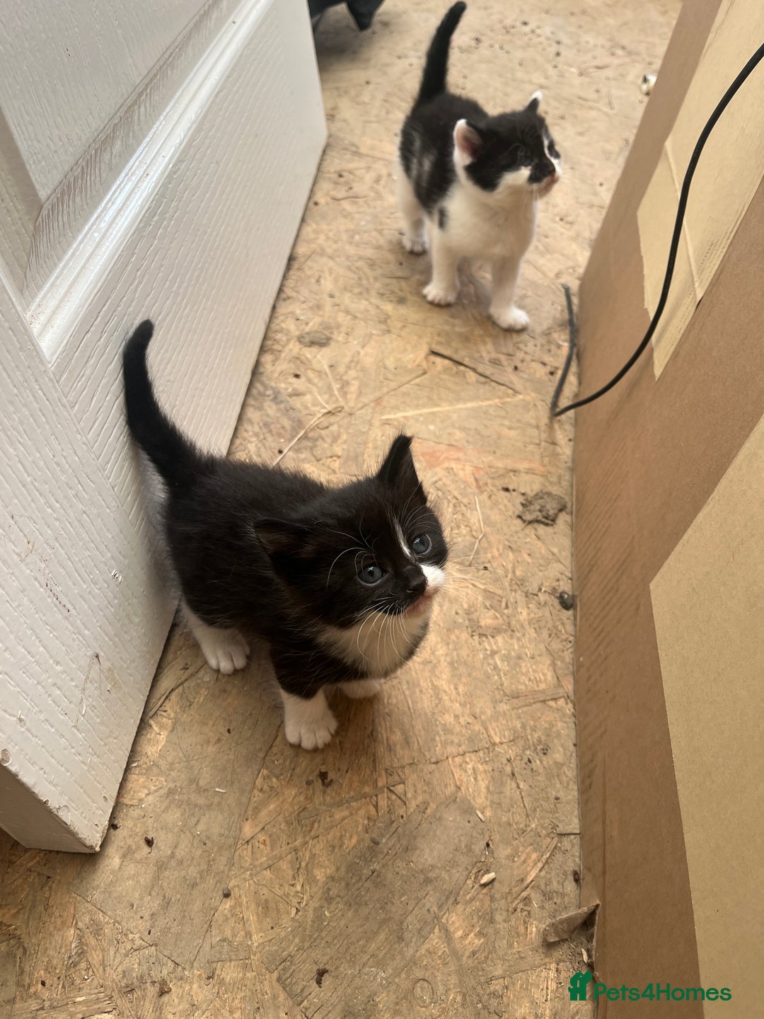 Mixed Breed cats for sale: 3 gorgeous black and white mixed kittens - Image 8