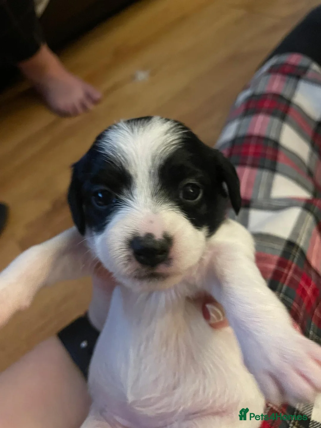 Mixed Breed dogs for sale: 1 boy and 1 girl for sale dashund x poochon - Advert 9
