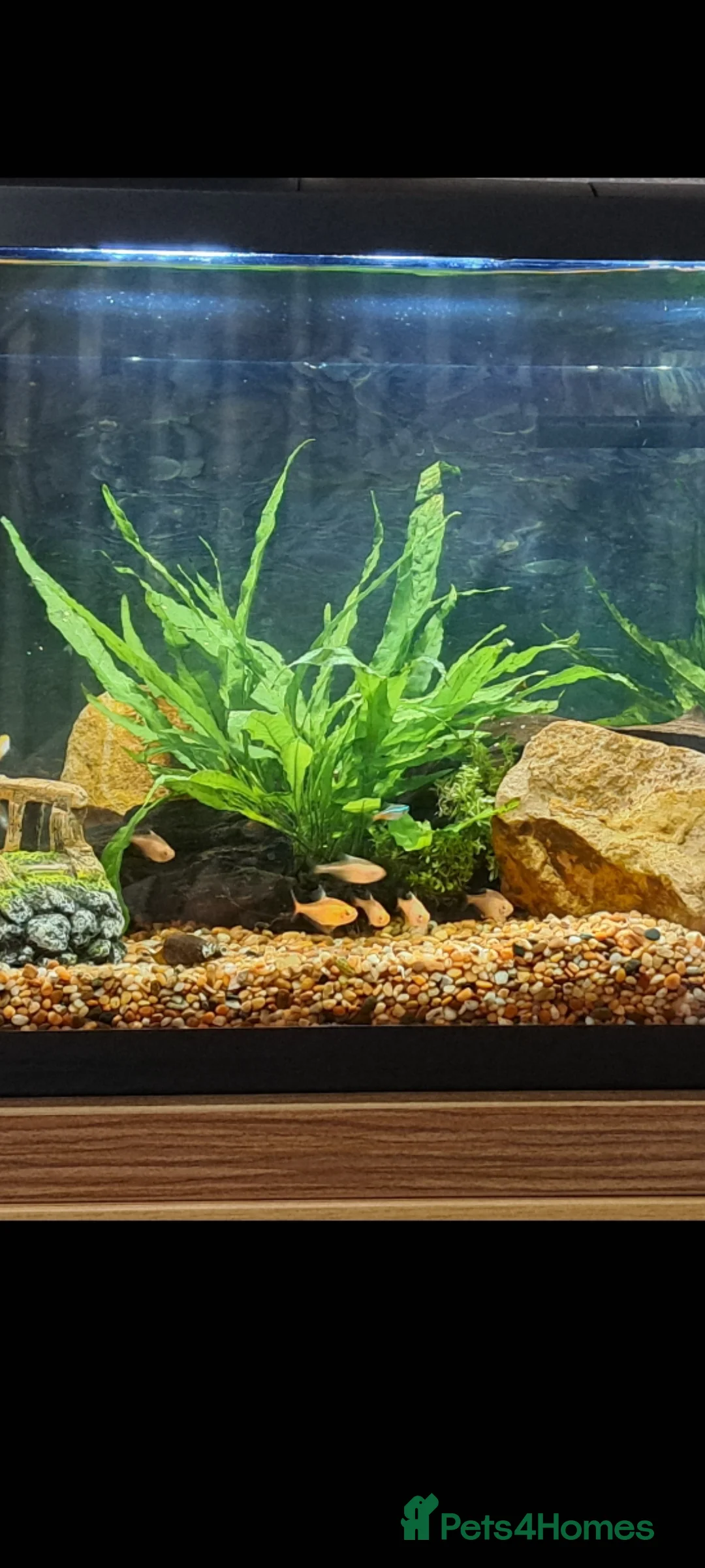 Tetras fish for sale: Serpae tetra  - Advert 3