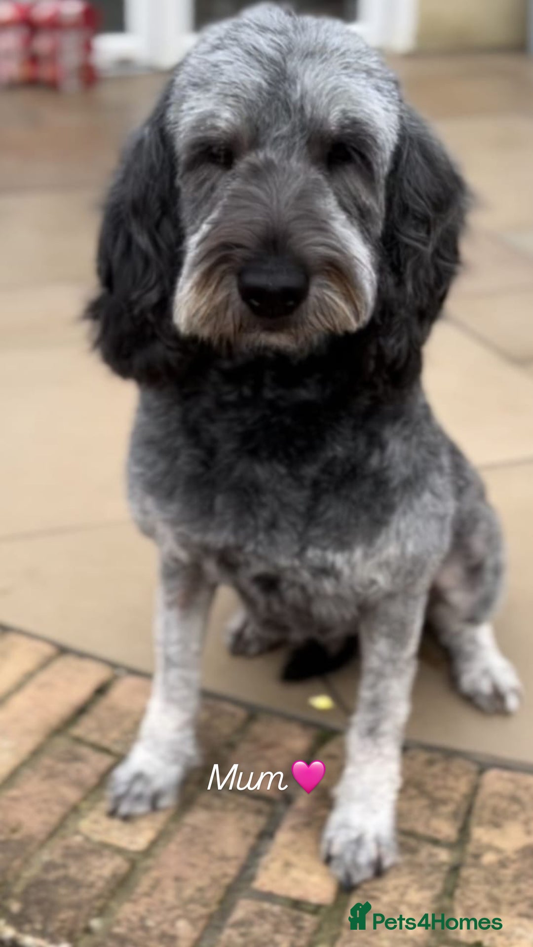 Labradoodle dogs for sale: 7 labradoodle puppies for sale - Image 8