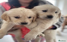 Golden Retriever dogs for sale: Golden retriever puppies for sale - Image 4