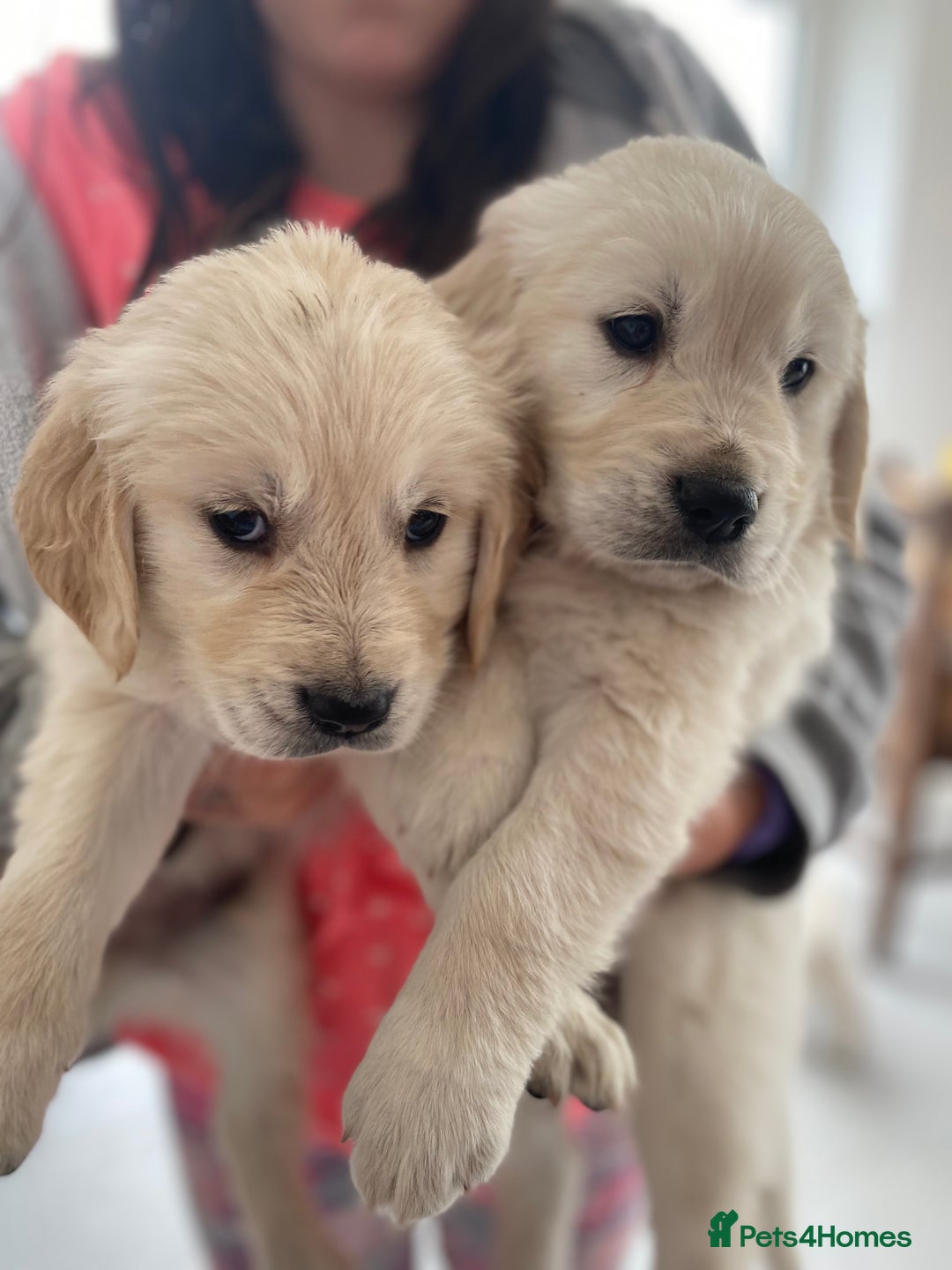 Golden Retriever dogs for sale: Golden retriever puppies for sale - Image 4