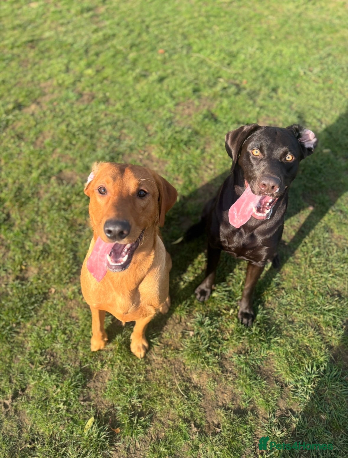 Labrador Retriever dogs Labrador Puppies - Waiting list now open - Advert 1