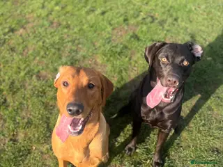 Labrador Retriever dogs Labrador Puppies - Waiting list now open - Advert 1