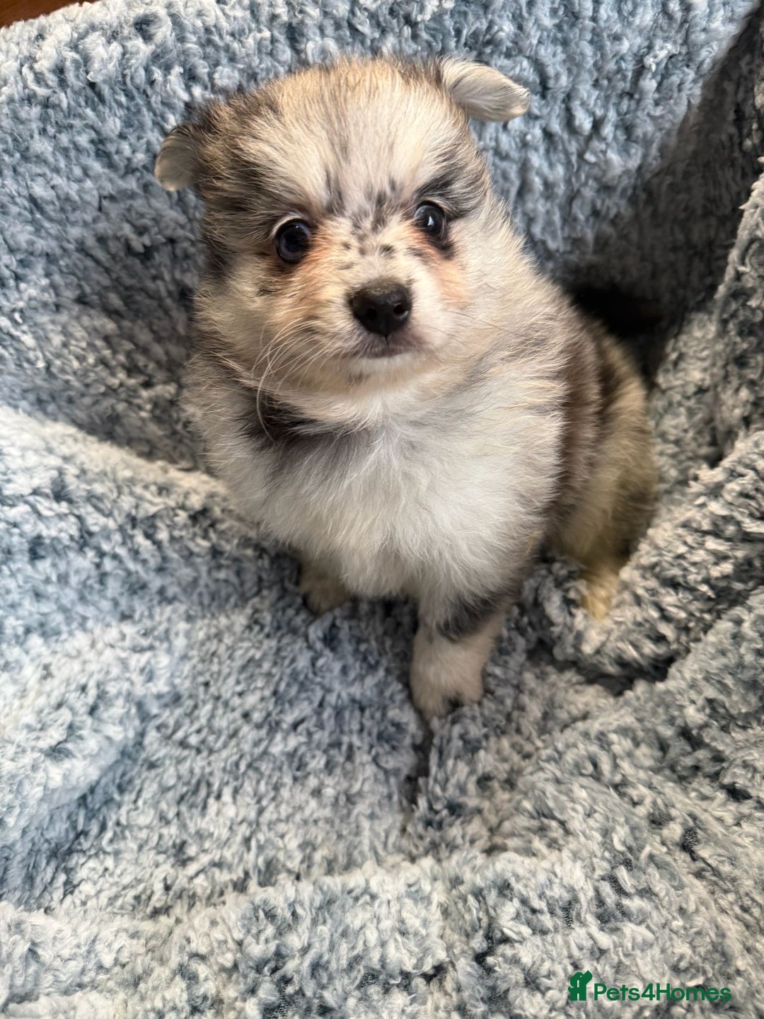Pomeranian dogs for sale: Puppies Ready for new homes  - Advert 27