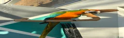 Macaws birds for sale: Catalina Macaw - Advert 5