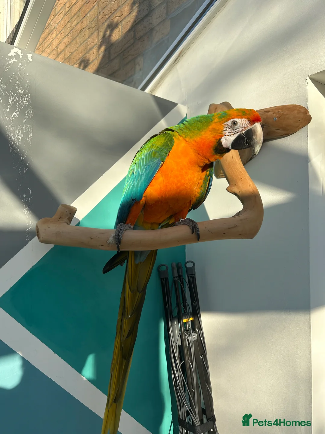Macaws birds for sale: Catalina Macaw - Advert 5