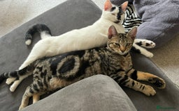 Domestic Shorthair cats for sale: Meet Lara & Tiger 🐾 - Image 2