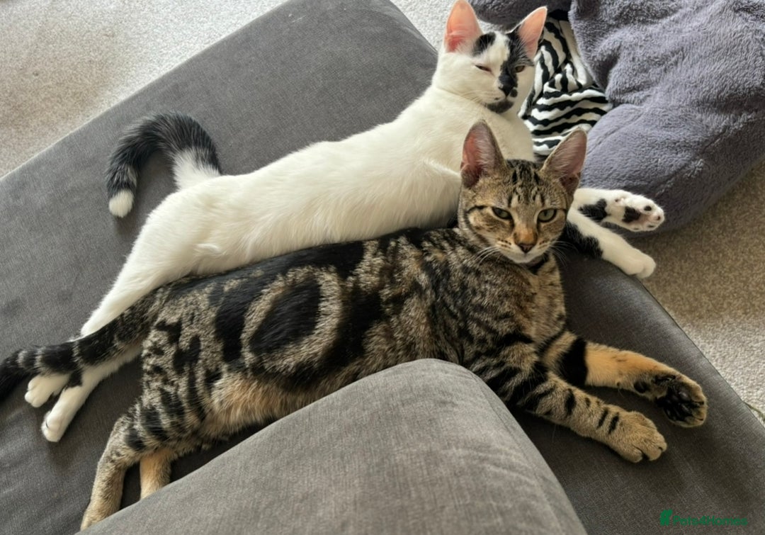 Domestic Shorthair cats for sale: Meet Lara & Tiger 🐾 - Image 2