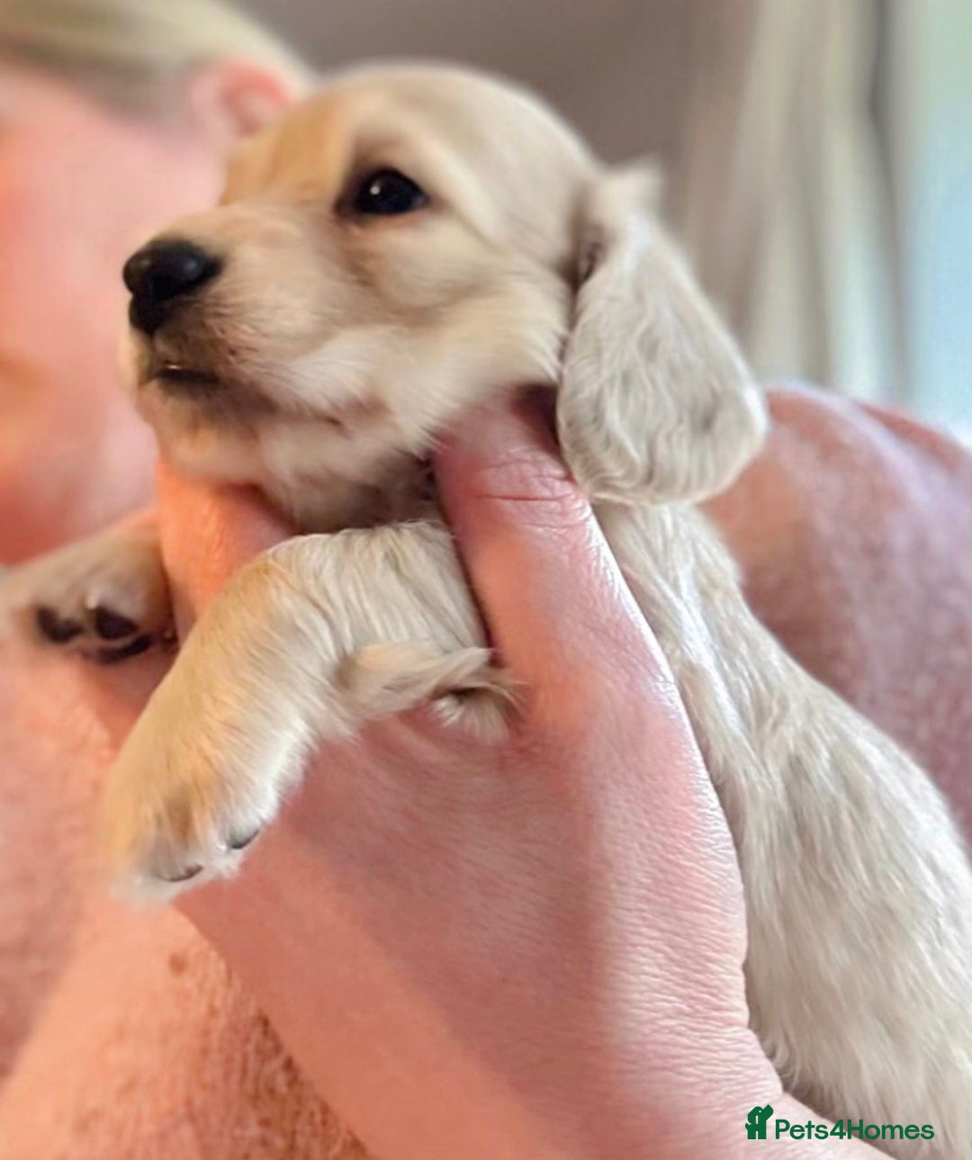 Miniature Dachshund dogs for sale: Cream Miniature long haired dachshunds - Advert 6