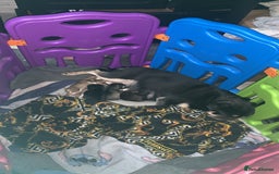 Pug dogs for sale: Husky pugs  - Image 1