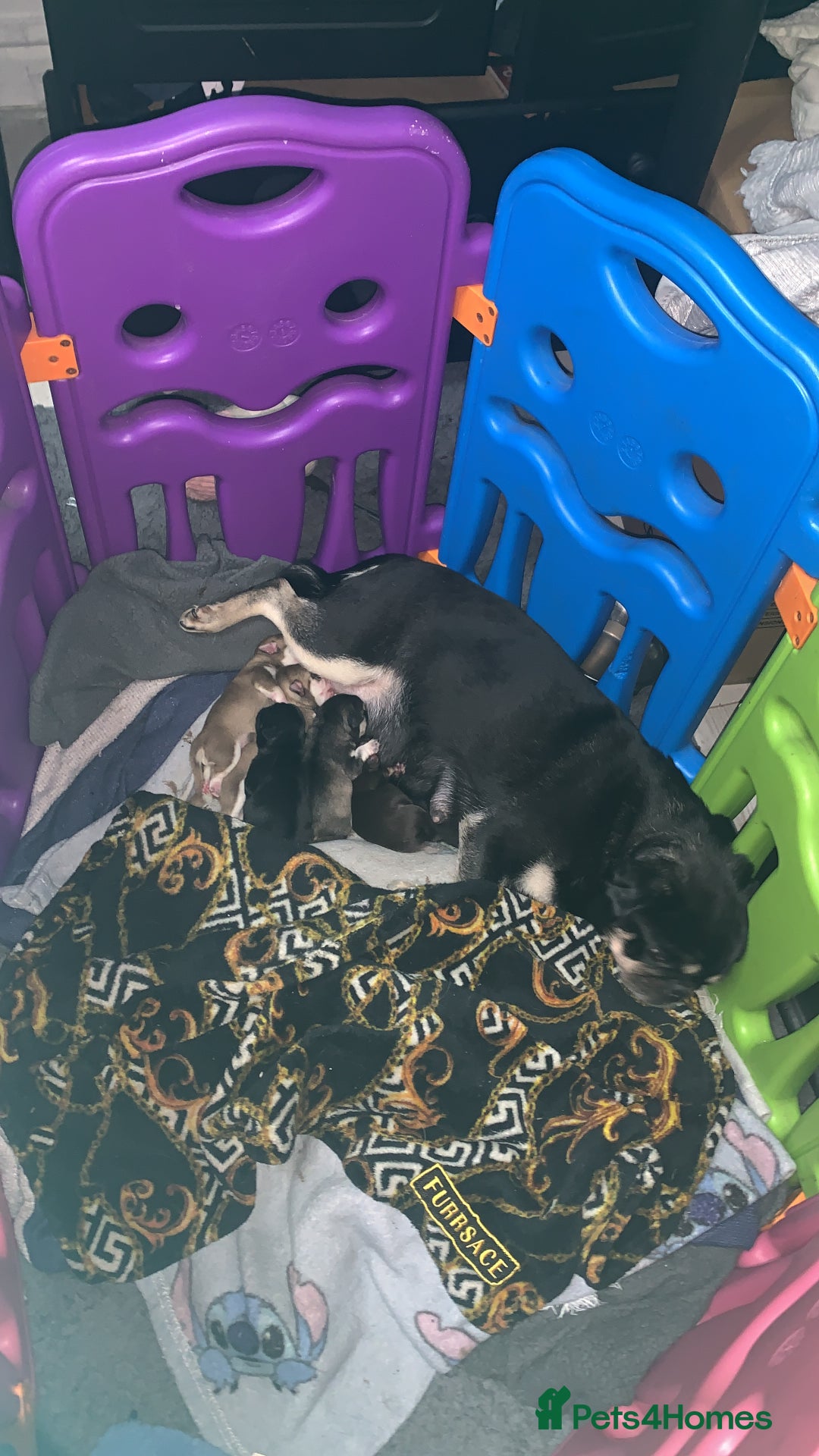 Pug dogs for sale: Husky pugs  - Image 1