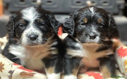 Bernedoodle dogs for sale: Beautiful Bernedoodle babies  - Advert 5