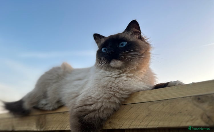 Ragdoll cats - Advert 1