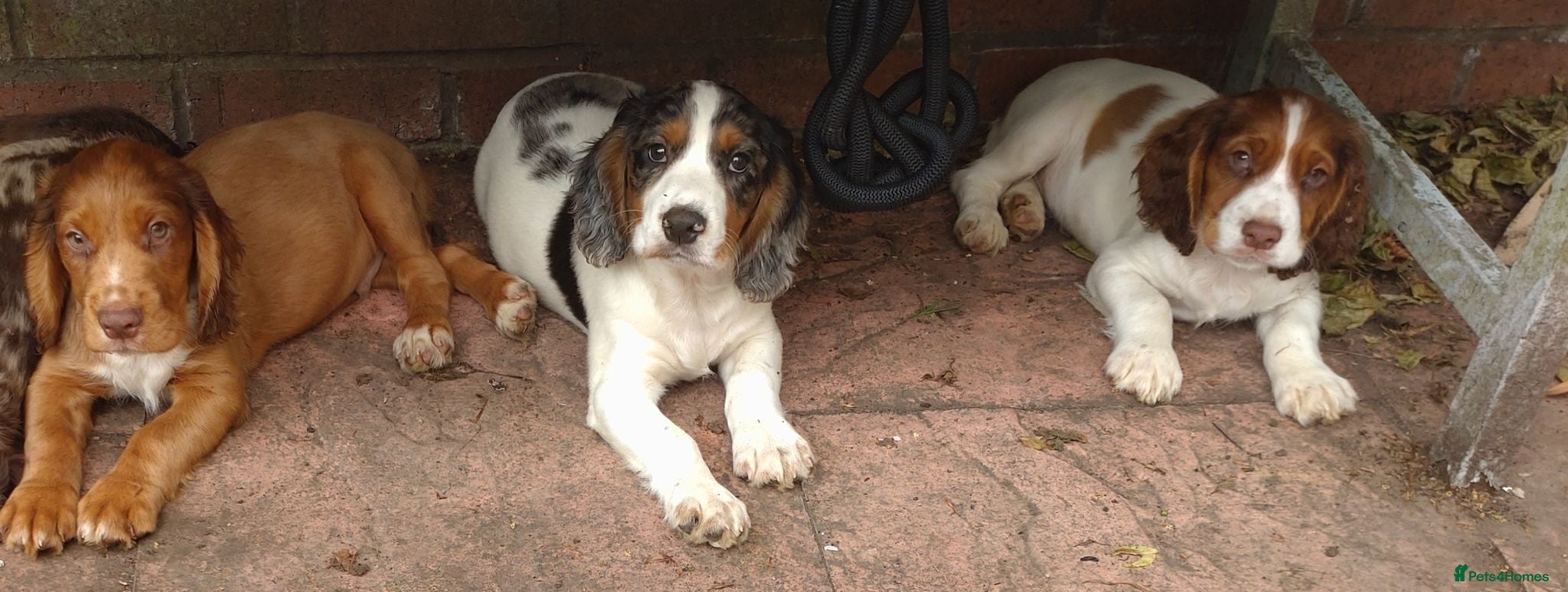 Cocker Spaniel dogs KC cocker spaniel pups. BEAUTIFUL PUPS. FULLY INOC - Advert 18