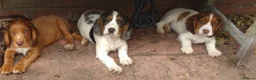 Cocker Spaniel dogs for sale: KC cockerpups. BEAUTIFUL PUPS. FULLY INOC - Advert 3