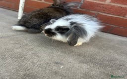 Lionhead rabbits for sale: 2 Lionhead bunnies  - Image 3