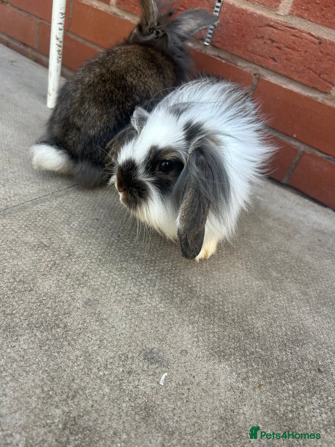 Lionhead rabbits for sale: 2 Lionhead bunnies  - Image 3
