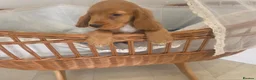 Cocker Spaniel dogs for sale: Golden and Black working type cocker spaniels - Advert 12