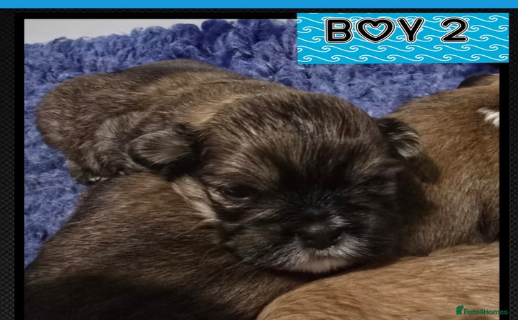 Lhasa Apso dogs - Advert 1