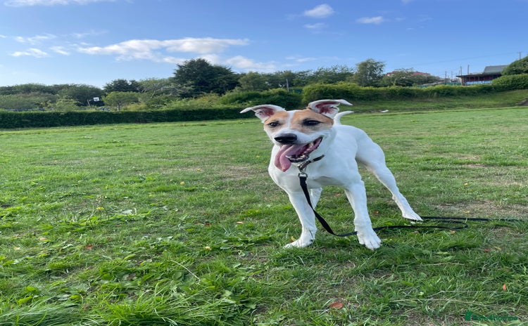Mixed Breed dogs - Advert 4