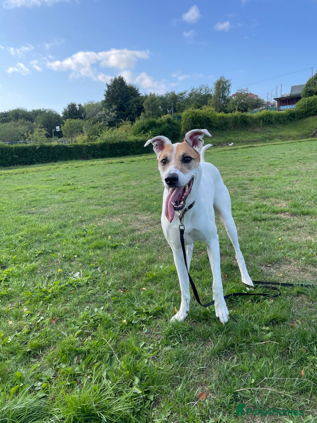 Mixed Breed dogs for sale: Brogan the Lurcher  - Image 1
