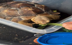 Tortoise reptiles for sale: Sulcata tortoises looking for new homes  - Image 2