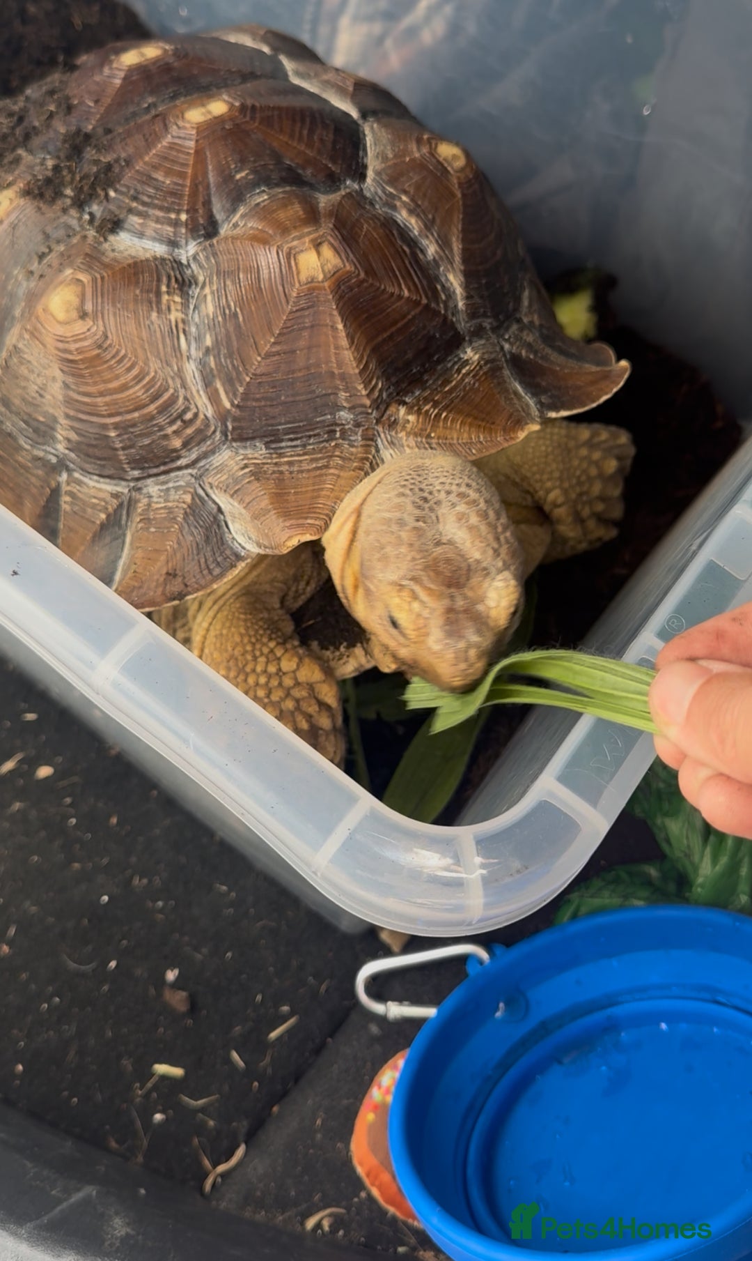 Tortoise reptiles for sale: Sulcata tortoises looking for new homes  - Image 2
