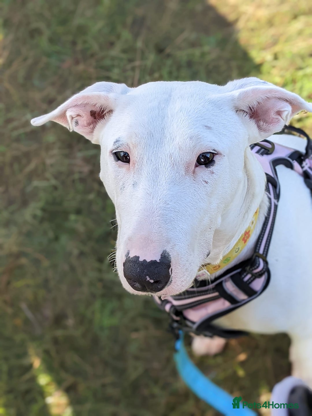 Mixed Breed dogs for sale: Rehome Mavis - Image 5
