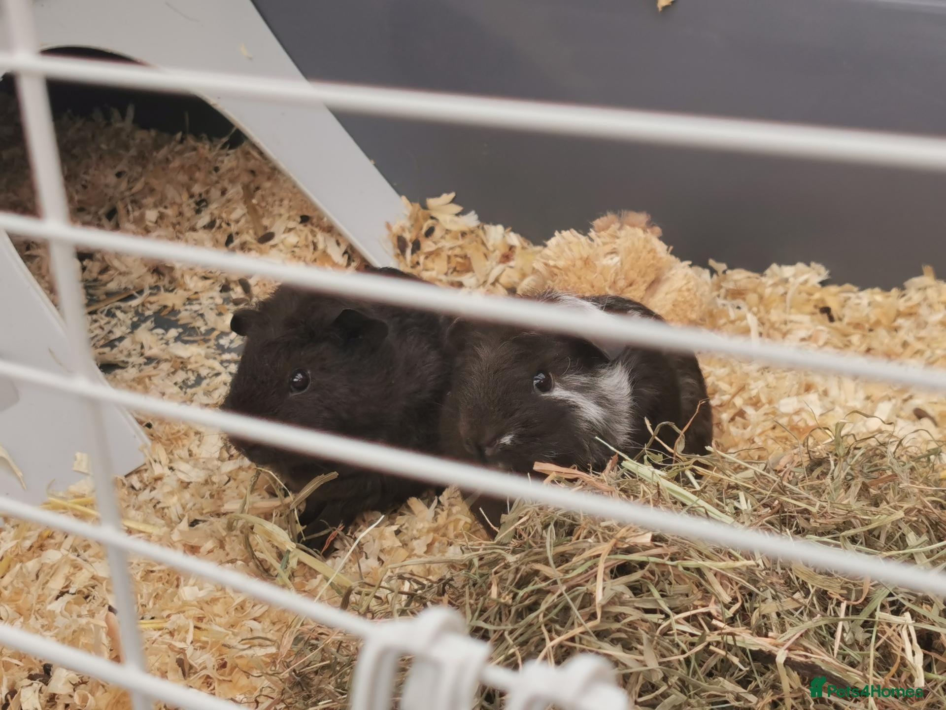 Guinea Pig rodents for sale: 2 bonded boys for sale - Advert 8