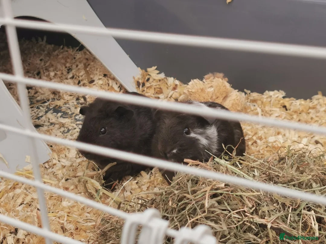 Guinea Pig rodents for sale: 2 bonded boys for sale in Rotherham - Advert 1