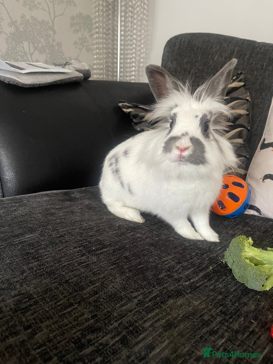 Mixed Breed rabbits for sale: Male and female neutered rabbits - Advert 2