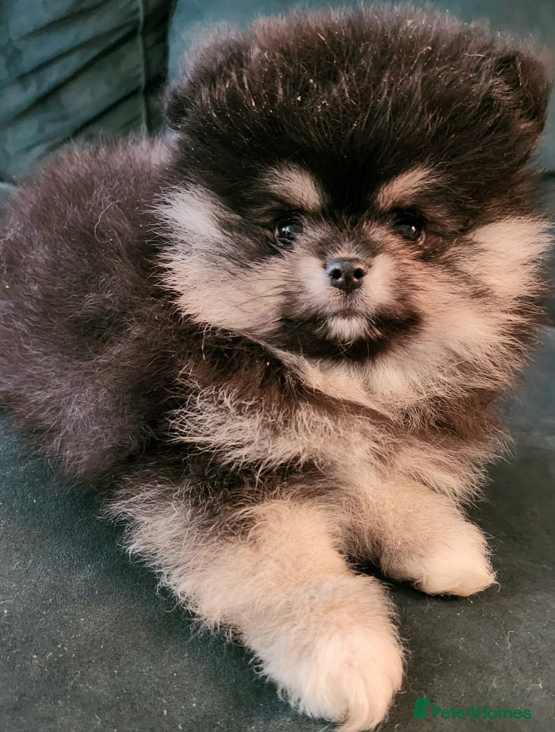 Pomeranian dogs for stud: STUD - TINY Russian & Taiwanese CHIAO LI YA  in Romford - Advert 15