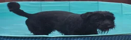 Giant Schnauzer dogs for sale: Giant Schnauzer Female 12 Months Old NOT KC - Advert 3