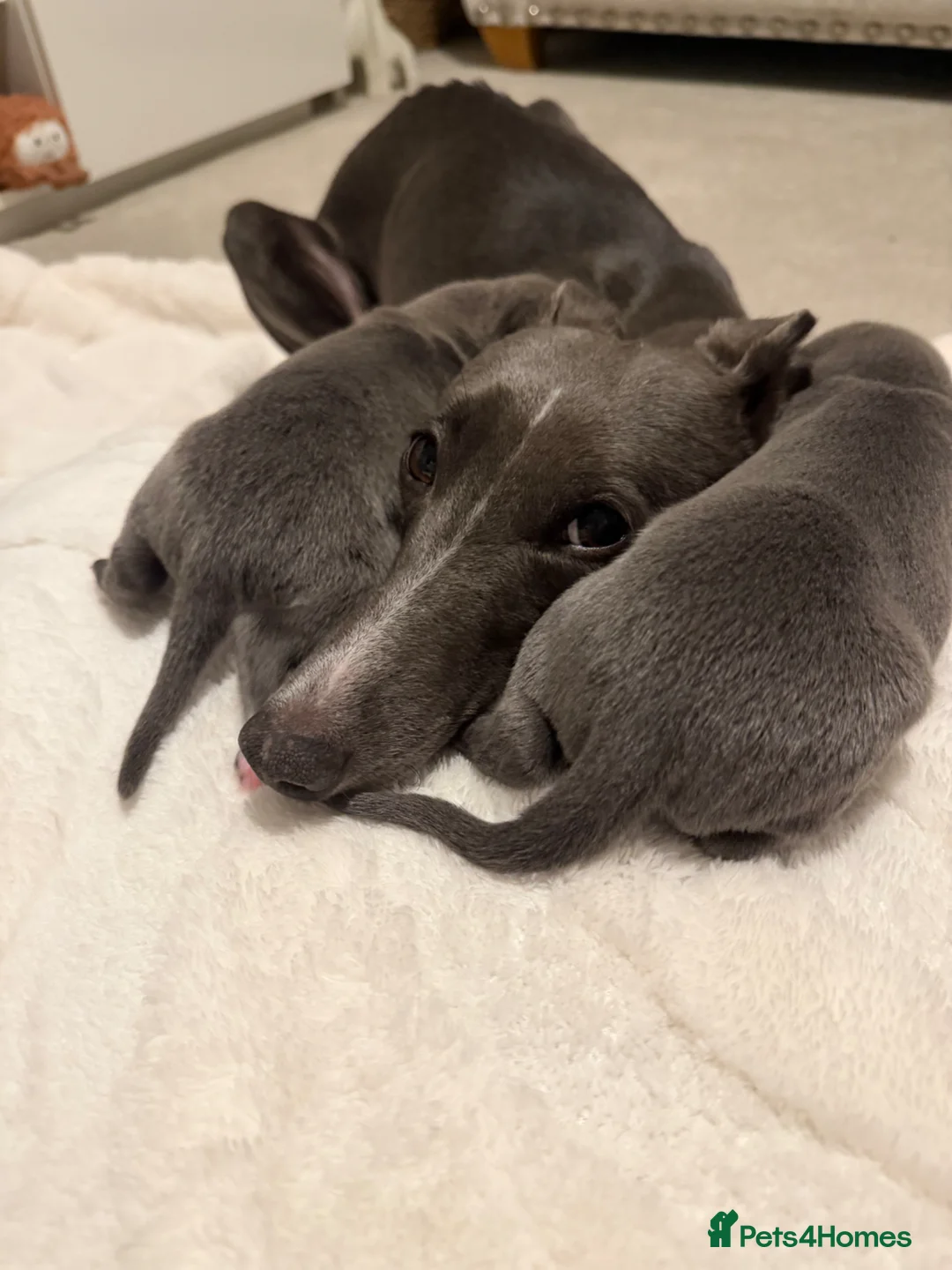 Whippet dogs for sale: Beautiful blue and blue and white whippet's  - Advert 2
