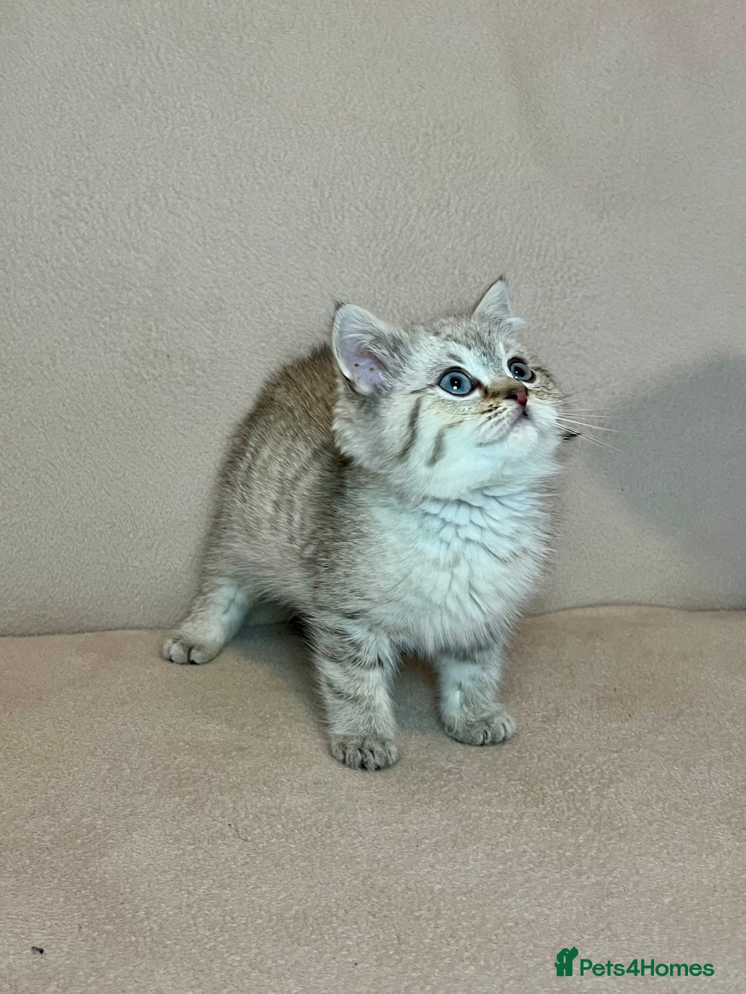 British Shorthair cats for sale: 🐾BSH Golden Kittens🐾  - Advert 38