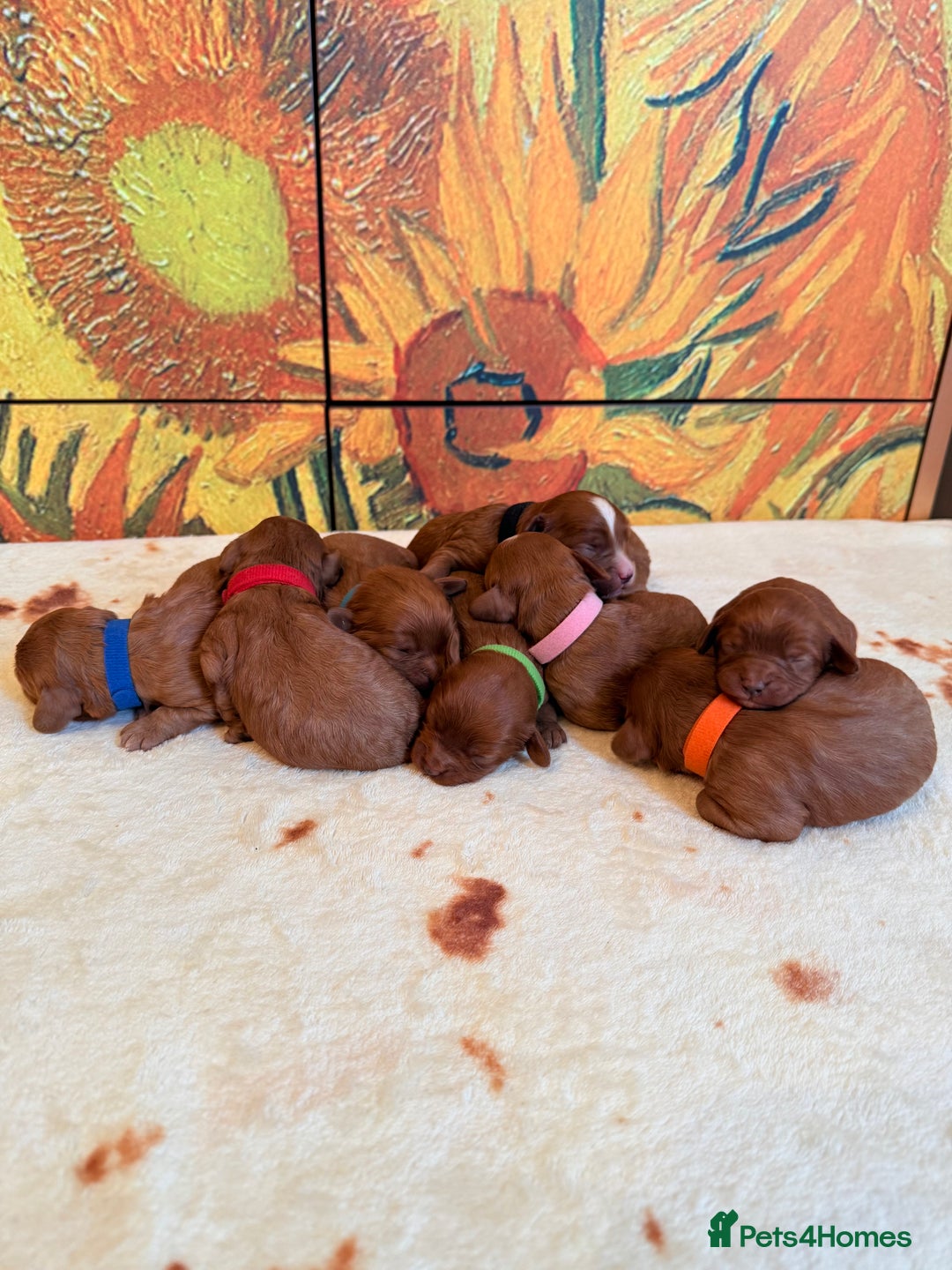 Cavapoo dogs for sale: *Stunning Ruby Red F1 Cavapoo Puppies For Sale* - Advert 13