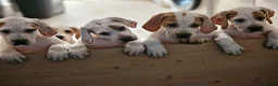 Pointer dogs for sale: Quality Pointer puppies - Advert 1